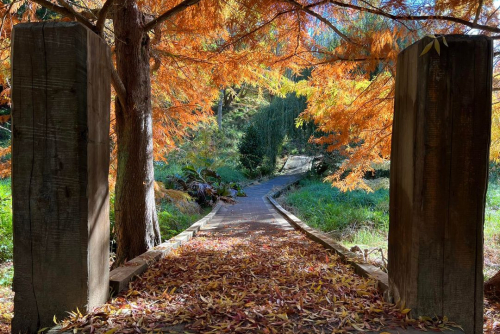 Pukeora Forest of Memories