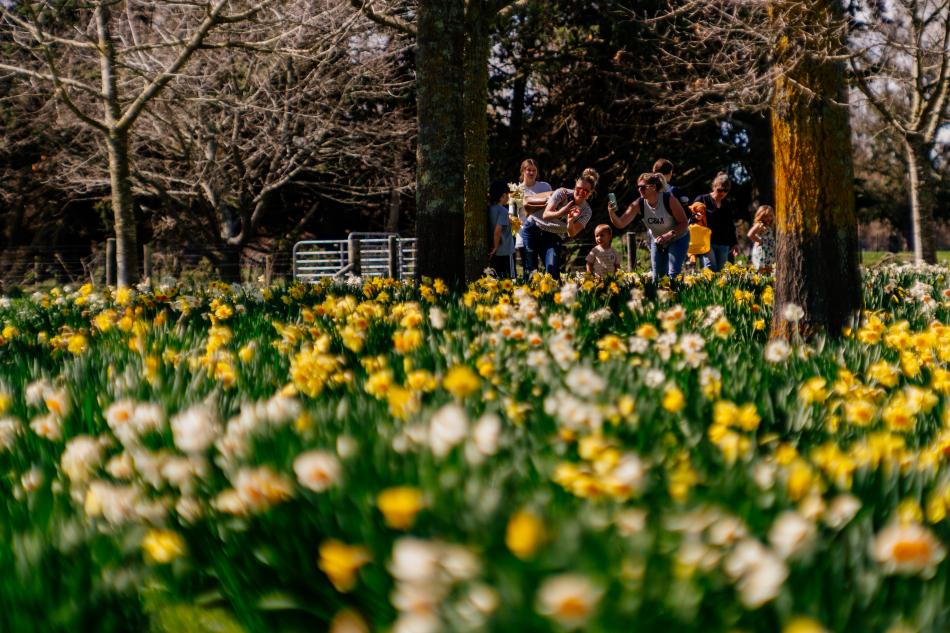 Taniwha Daffodils