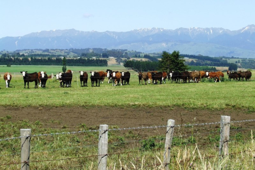 Grazing stock