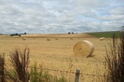 Hay Bales3