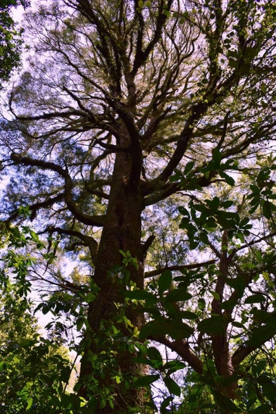 Kahikatea in Inglis Bush Scenic Reserve